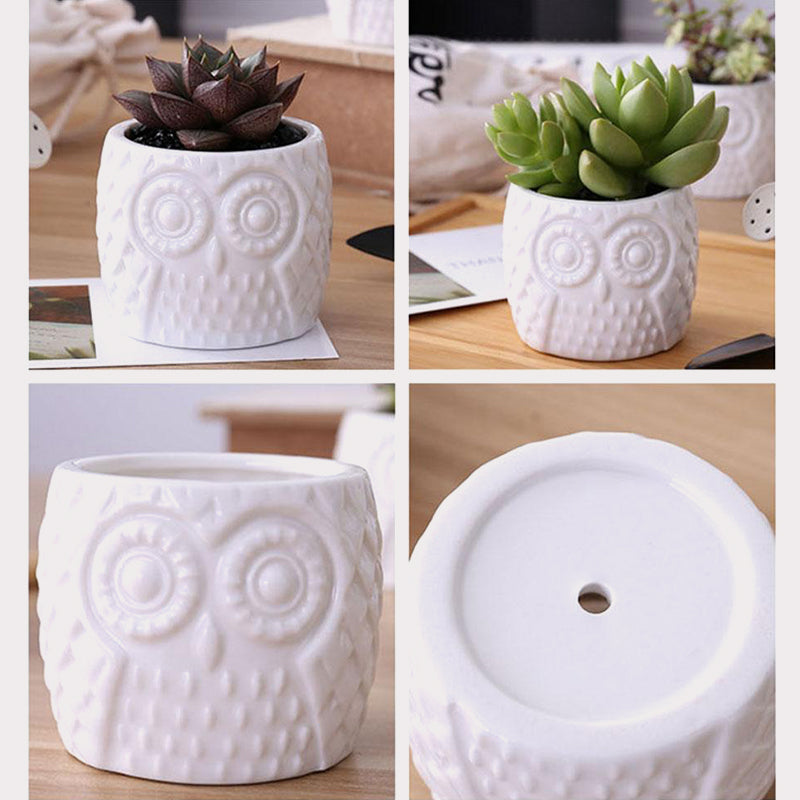 Succulent Plant Ceramic Owl Treetop